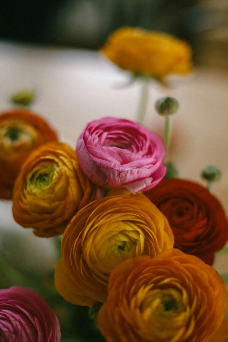 Beautiful close-up of vibrant ranunculus flowers in various colors, showcasing their intricate petals.