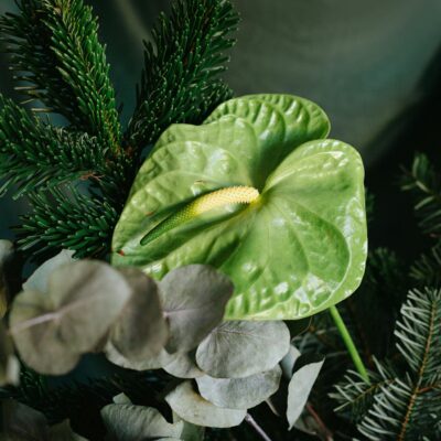 Close-up of a green anthurium surrounded by eucalyptus and pine, showcasing nature's elegance.