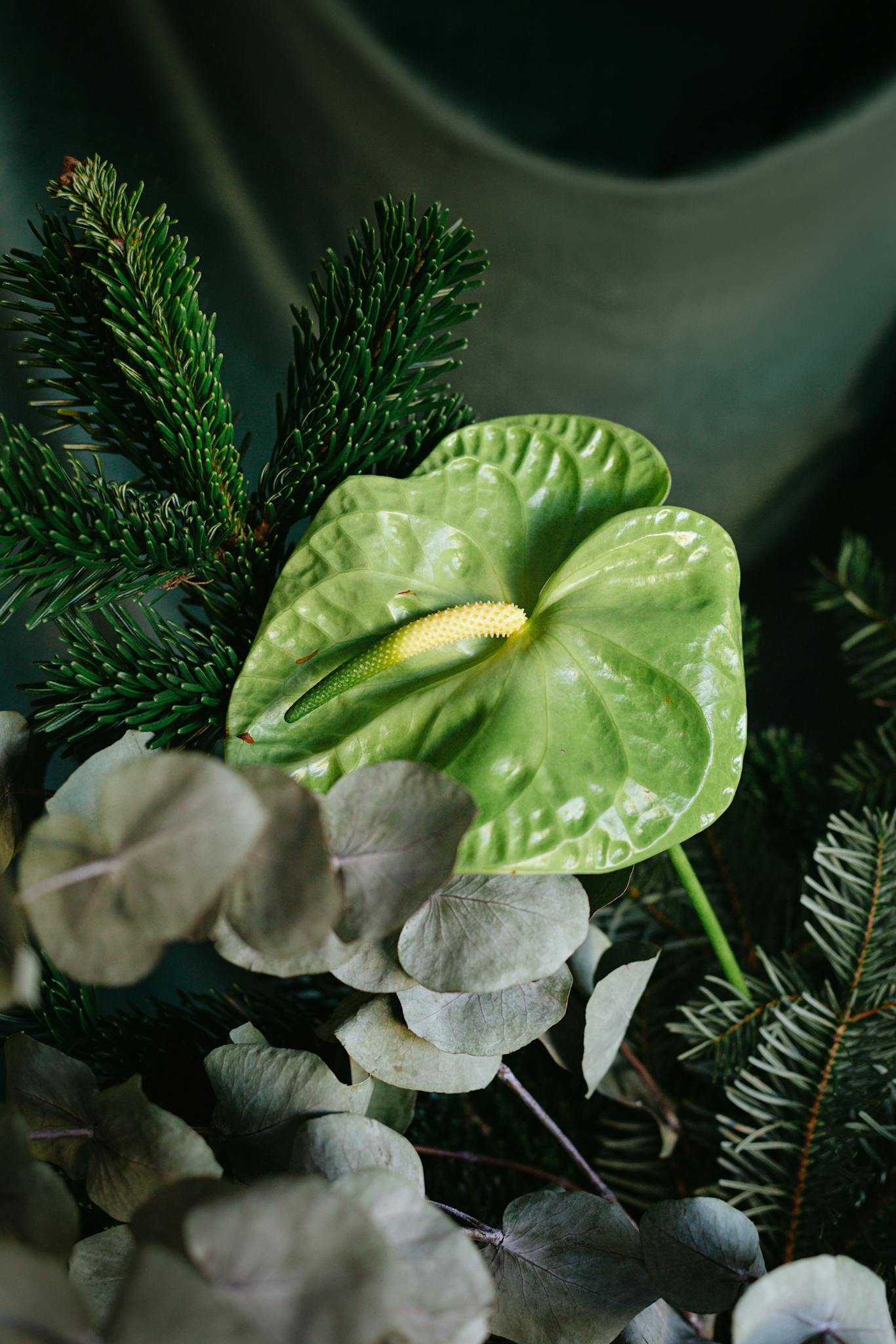 Close-up of a green anthurium surrounded by eucalyptus and pine, showcasing nature's elegance.