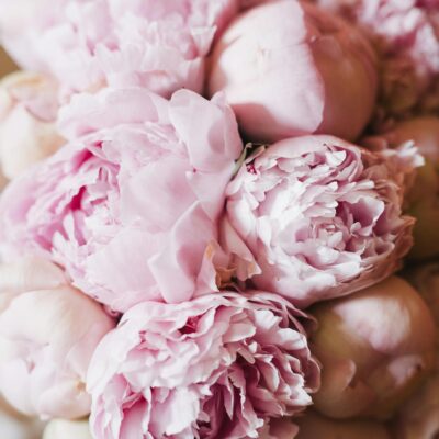 Close-up of lush pink peony blossoms in a bouquet, showcasing vibrant petals and floral beauty.